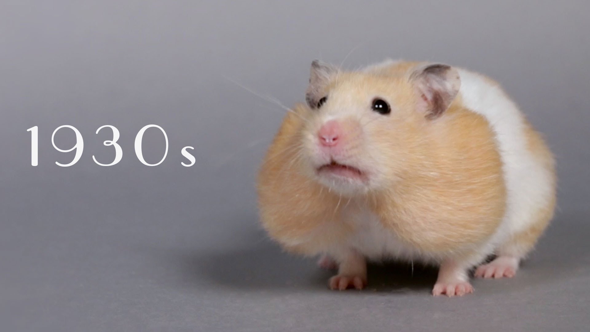 VIDEO: Kā mainījies kāmīšu skaistuma etalons pēdējos 100 gados!? (100 Years of Hamster Beauty in 60 Seconds!)