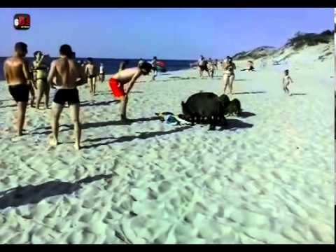 VIDEO: Mežacūku terors Lietuvas pludmalē! (Mežacūkas Kuršu kāpās)