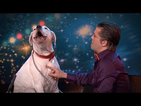 VIDEO: Runā, ka beļģiem esot talantu deficīts, ja šis ir ticis cauri! (Dog sings Whitney Houston | Belgium’s Got Talent | VTM)