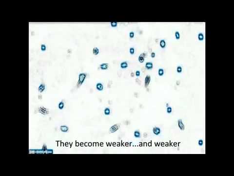 VIDEO: Vai tiešām “zālītē” esošais THC pilnībā iznīcina ļaundabīga audzēja jeb vēža šūnas? (This Is What Happens When Cannabis Is Injected Into Cancer Cells!)