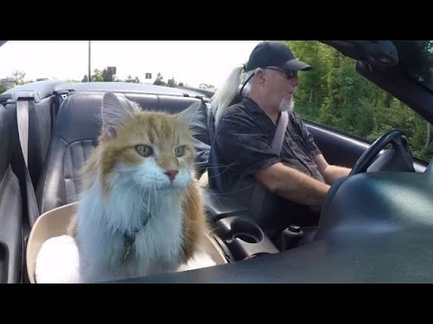 VIDEO: “Viņš ir vislabākais suns, kāds mums ir bijis!”, saka kaķa Mārlija saimnieks. (Marley the puppy cat!)