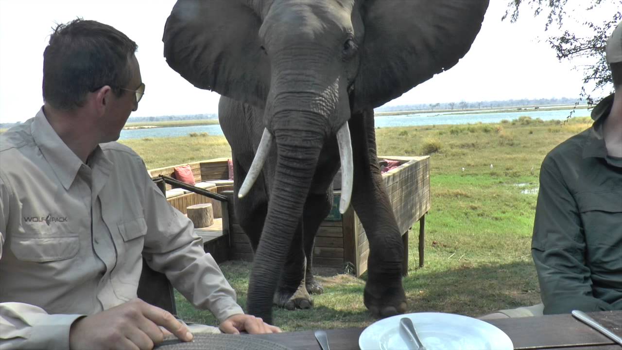 VIDEO: Zilonis ir neapmierināts ar nelūgtajiem viesiem! (Zimbabwe Bull Elephant Crashes Into Tourists at Mana Pools)