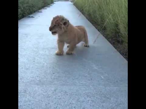 VIDEO: Zvēru karalis lauva! Bērnībā… (Roar of the future king of beasts!)