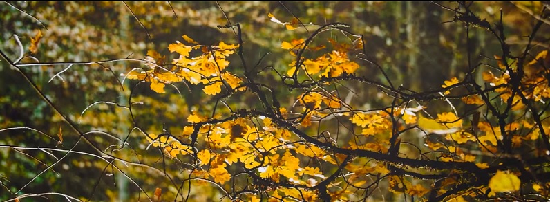 VIDEO: Kolosāli! Latvijas krāšņais rudens kājām gaisā!