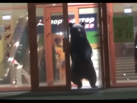 VIDEO: Krievijā policisti nošauj lāci, kas bija iemaldījies veikalā un bija ceļā uz tuvējo bērnudārzu!