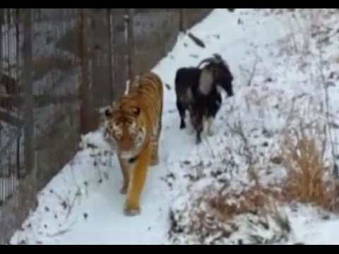VIDEO: Dzīvu āzi ielaida krātiņā, lai tīģeris viņu nomedītu un apēstu, taču tālāko notikumu gaitu neviens negaidīja..