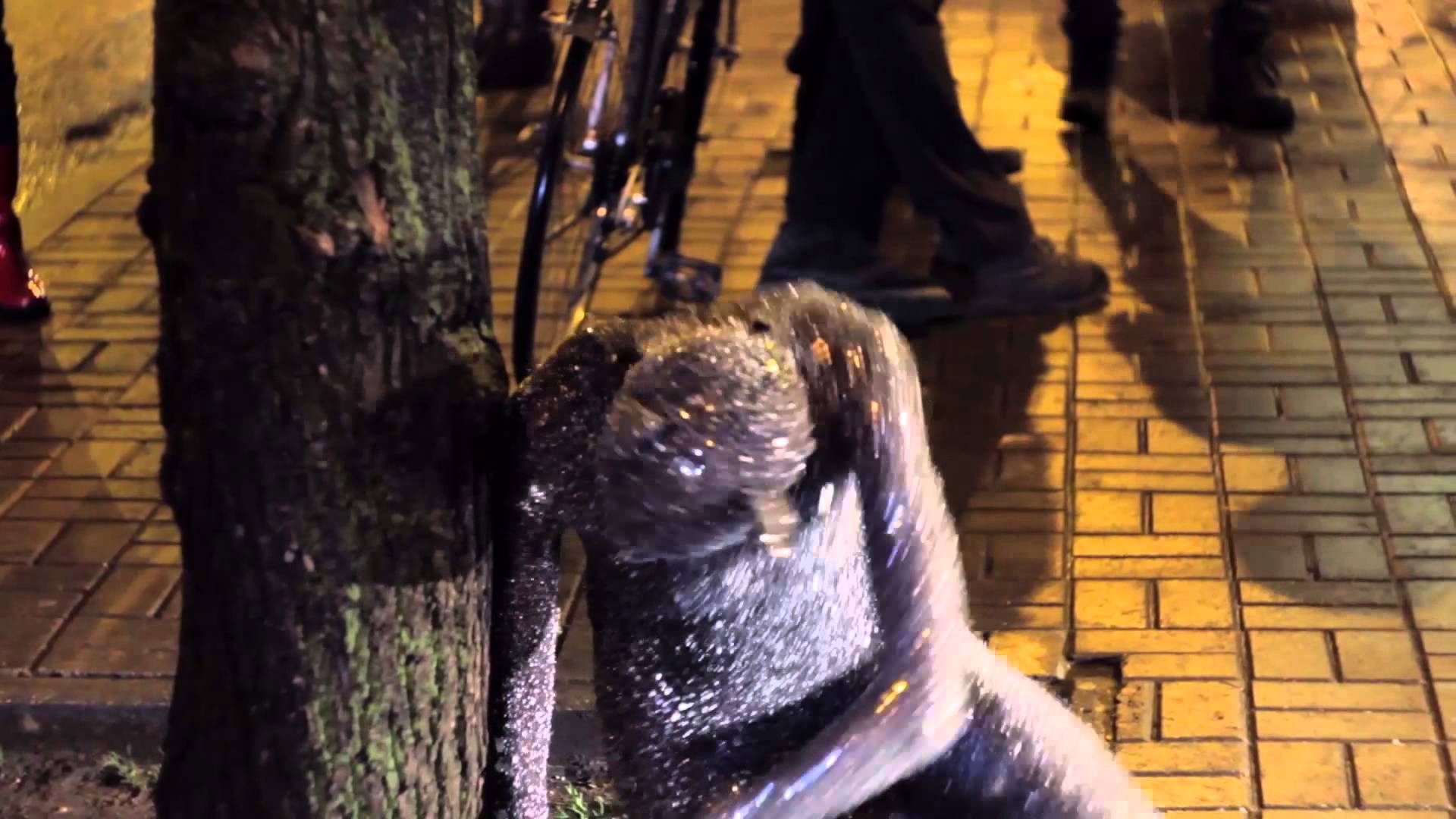 VIDEO: Vizuļojoša savvaļas kaķa protesta deja pie Rīgas cirka!