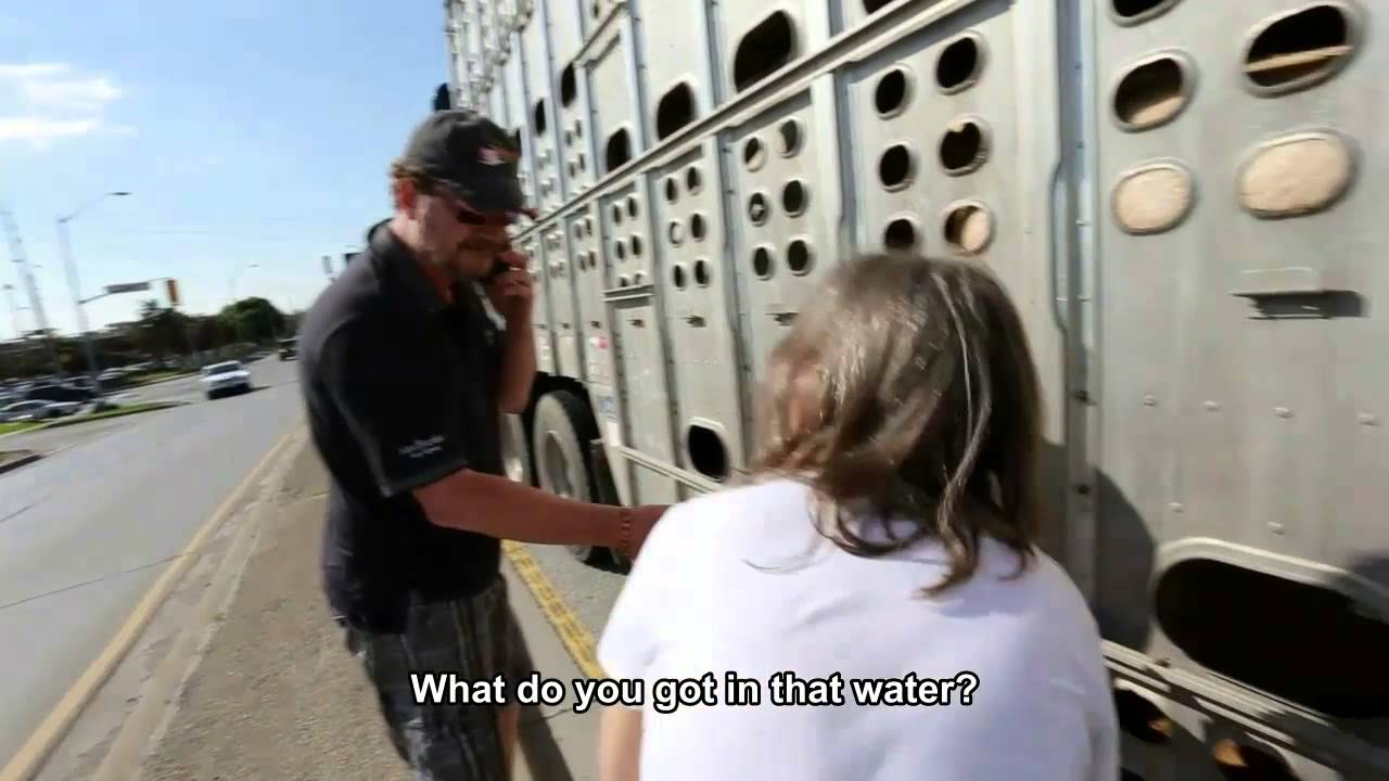 VIDEO: Dzīvnieku aizsardzības aktīvistei draud 10 gadi cietumā. Par ko? Par līdzcietību…