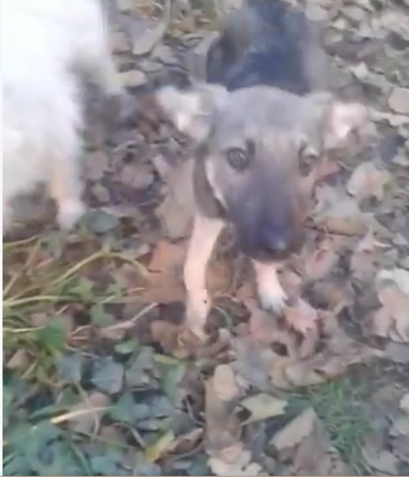 VIDEO: Lūk, kāds tagad ir suns, kurš ilgstoši cietis nežēlīgu izturēšanos!