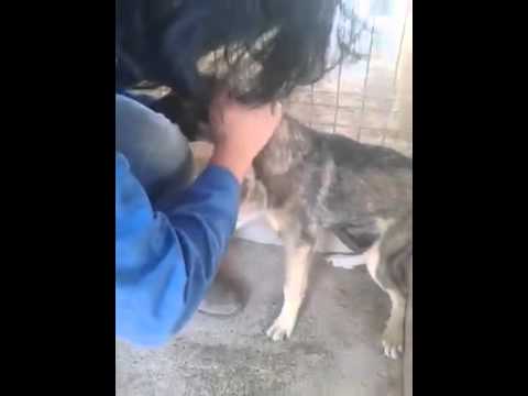 VIDEO: Kas notiek, ja glauda suni, pret kuru ilgstoši veikta vardarbība!