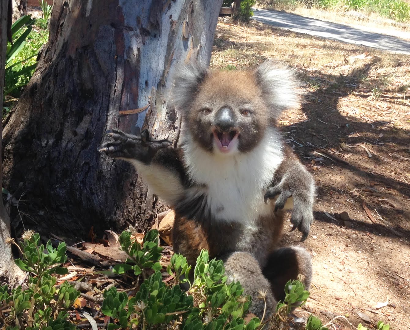 VIDEO: Koala zaudē savas mājas un par to pārdzīvo sirdi plosošā veidā..