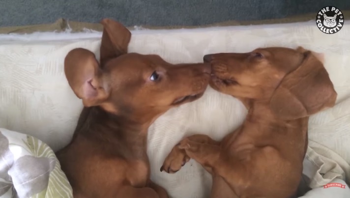 VIDEO: Jo dzīvnieki ir kolosāli un arī viņi ilgojas pēc mīlestības…