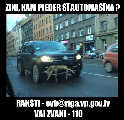 Policija lūdz atsaukties aculieciniekus, kas redzēja auto ar priekšējā bamperī iestrēgušo stirnu!