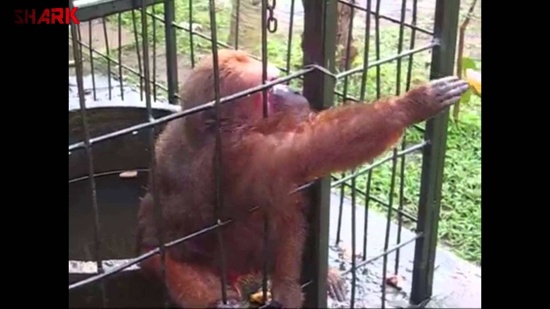 VIDEO: Ja dzīvnieki spētu runāt jeb “Atdod man to sasodīto banānu!”