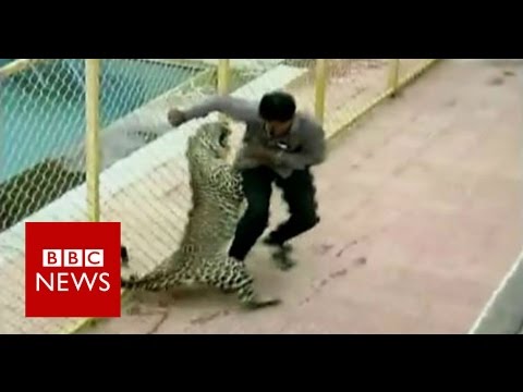 VIDEO: Svētdien leopards nokļuva skolas teritorijā. Ievainoja 6 cilvēkus.