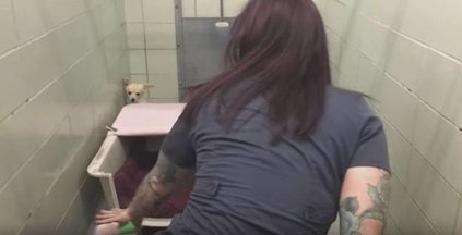 VIDEO: Suns sēdēja stūrī, nelaižot nevienu klāt līdz brīdim, kad viņai atdeva pašu dārgāko …