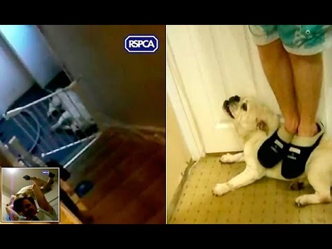 VIDEO: (18+) Nežēlīga brāļu “izklaide” ar nevainīgu suni. Dzīvnieku pēc tam nācās iemidzināt.