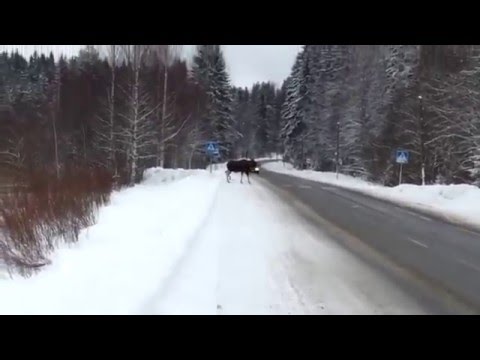 VIDEO: Jo ir aļņi, kuri rūpīgi ievēro ceļu satiksmes noteikumus!