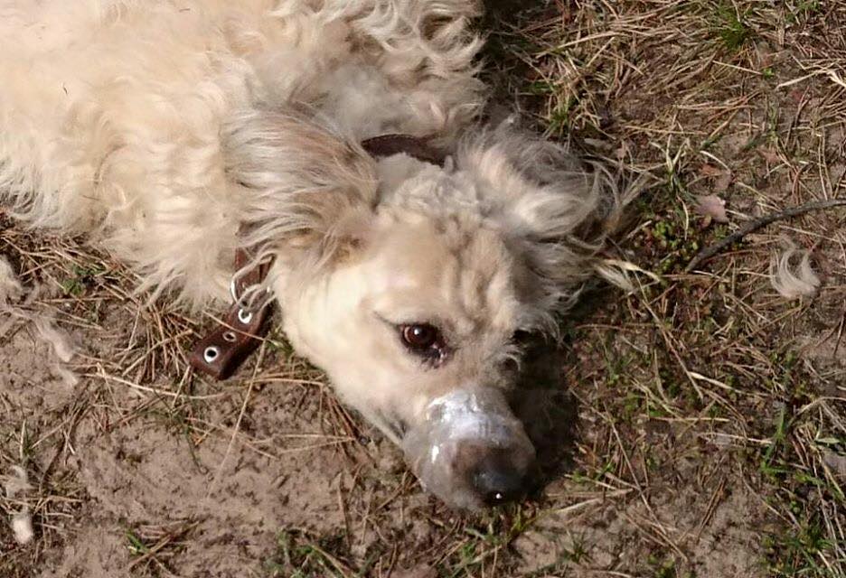 Suņa saimnieki, kas Vecmīlgrāvī sasēja dzīvnieku, lai viņu safrizētu, tiks saukti pie atbildības!