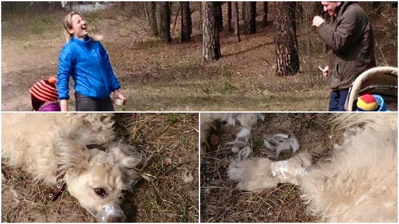 FOTO: Nu, ļoti dīvains un pretīgs veids, kā apcirpt suni! Izsauktā policija neko neuzsāk!