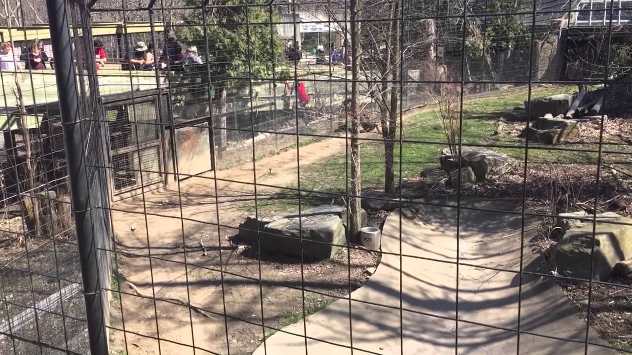 VIDEO: Toronto zoodārzā sieviete ielec tīģera aplokā muļķīga iemesla dēļ..