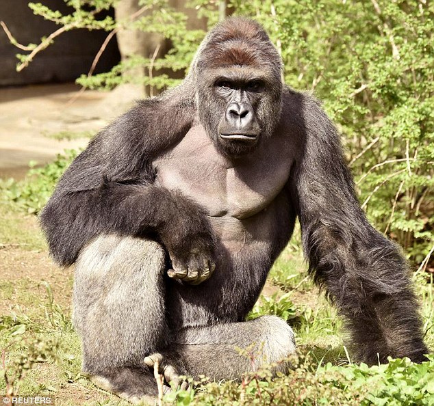 VIDEO: 4 gadīgs zēns iekrīt gorillu nožogojumā. Zoo vadība nolemj dzīvnieku nošaut..