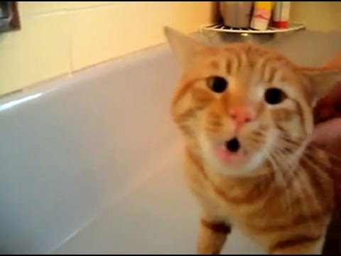 VIDEO: Runci liek vannā. Viņš skaidrā kaķu valodā pasaka, ka to nevēlas.