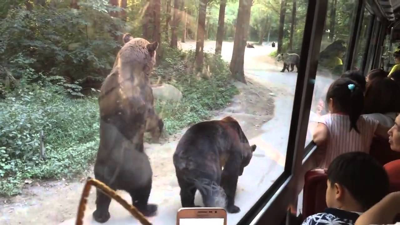 VIDEO: Šie lāči zina, kā izlūgties ēdienu no tūristiem!