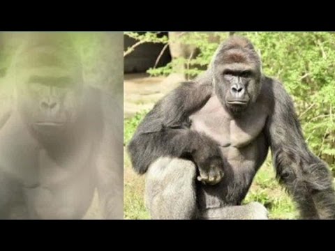 VIDEO: Vai tiešām nošaut retas sugas gorillu bija vienīgā iespēja, lai glābtu nožogojumā iekritušu zēnu?