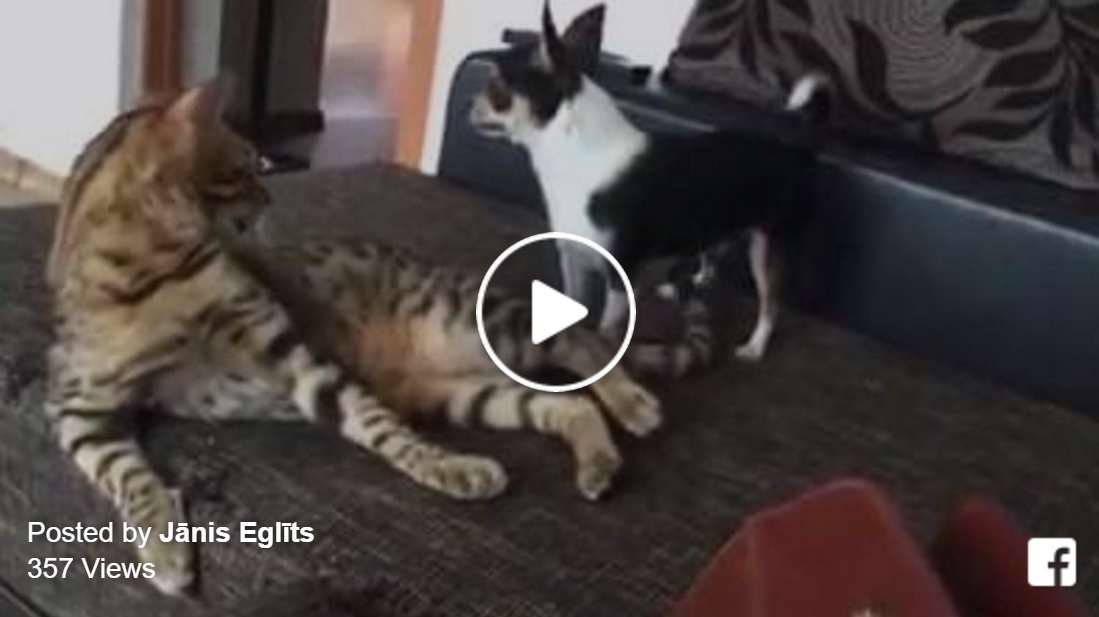 VIDEO: Kad mājās ir suns, kurš spēj nokaitināt… pat kaķi!