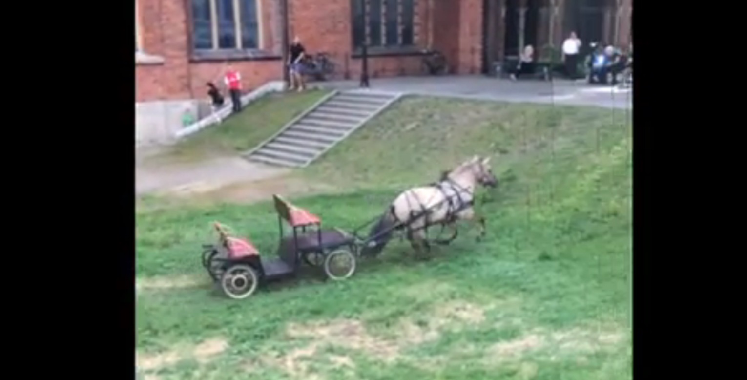 VIDEO: Vecrīgā satrakojies zirgs ar pajūgu dodas brīvsolī un pārbiedē cilvēkus!