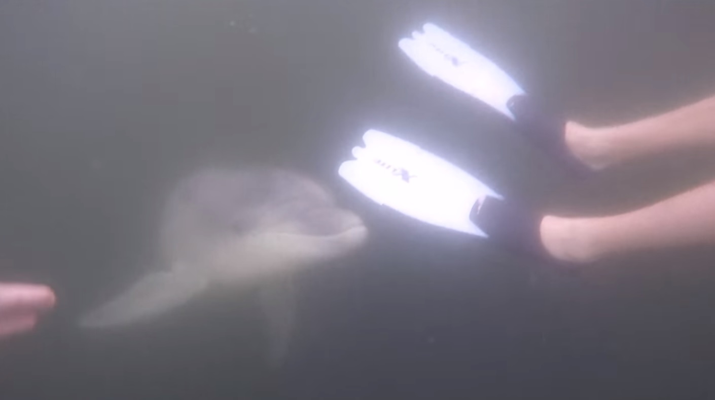 VIDEO: Baltijas jūrā iepeldējis draudzīgs delfīns, kuram patīk rotaļāties ar bērniem!