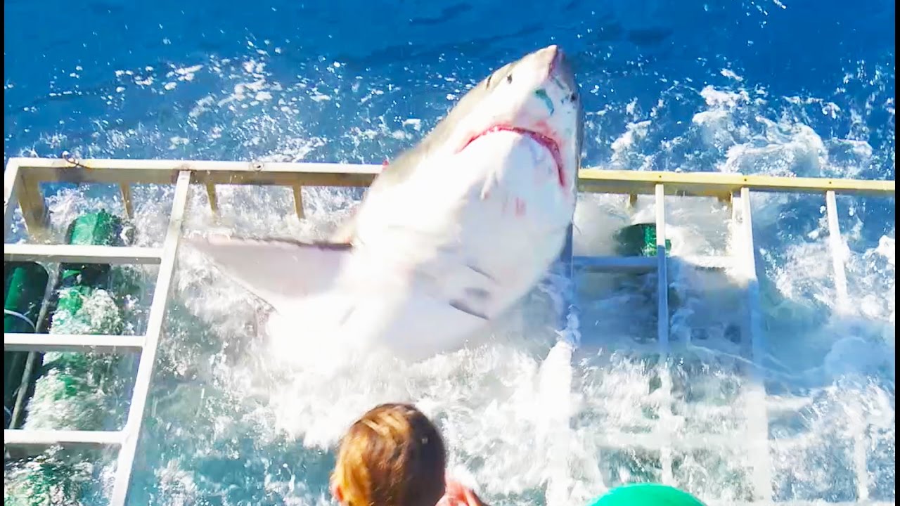 VIDEO: Asu izjūtu cienītāji saņēma, ko gribēja. Lielā baltā haizivs iekļuva nirēja būrī..