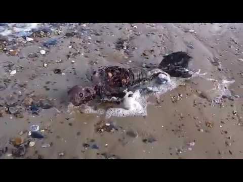VIDEO: Dīvains radījums izskalots pludmalē. Pienākot tuvāk, skats ir vēl iespaidīgāks!