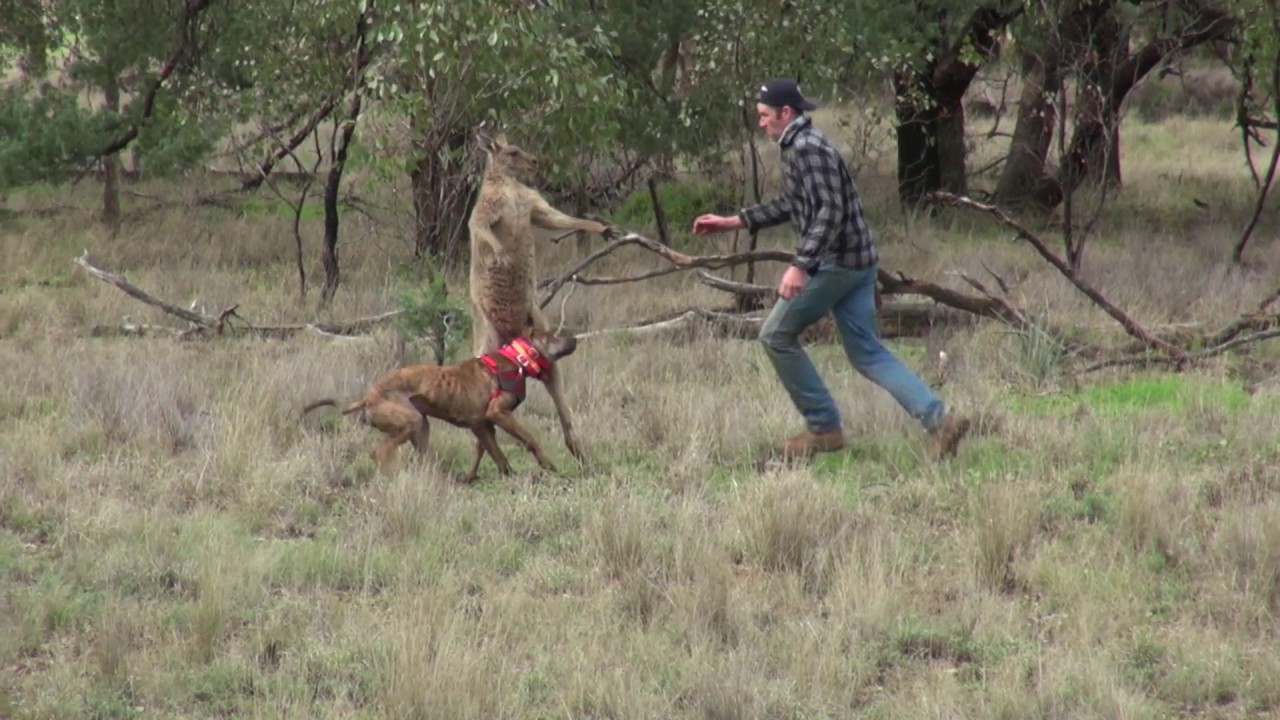VIDEO: Vīrietis ar vienu sitienu samulsina ķenguru un izglābj savu suni!