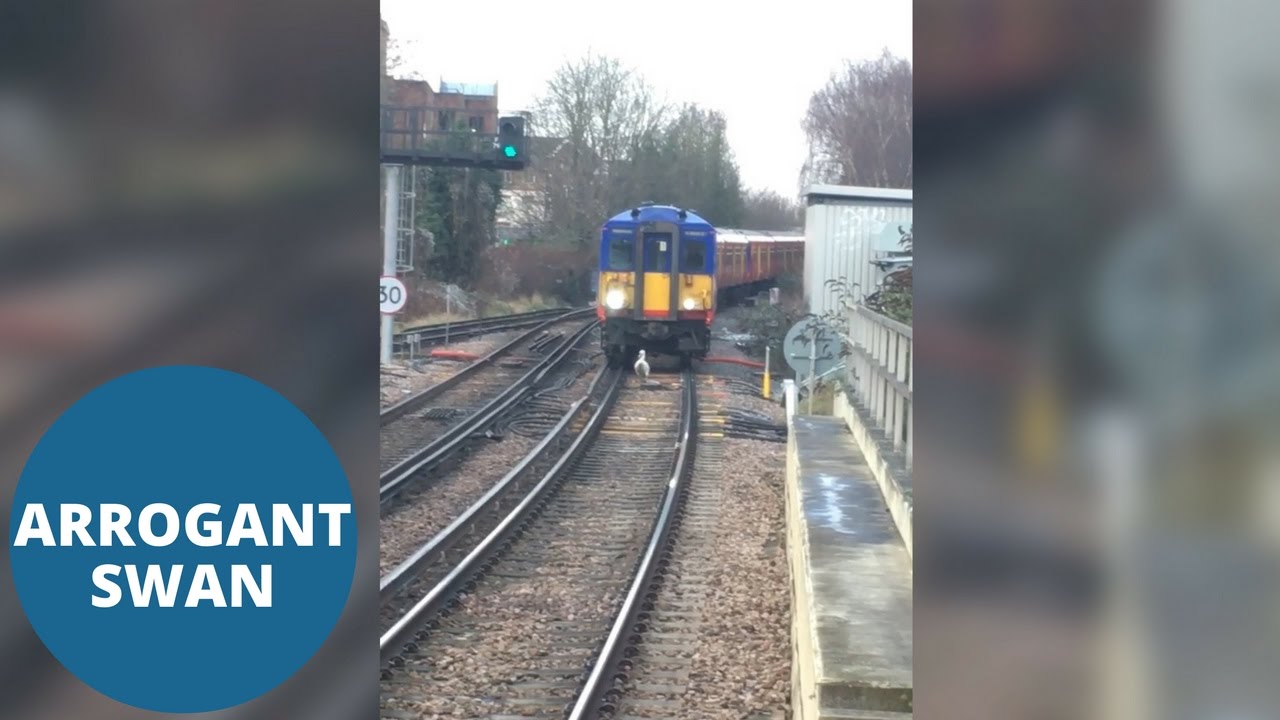 VIDEO: Tas brīdis, kad vilcienam jākursē gliemeža, tpfu, gulbja ātrumā..