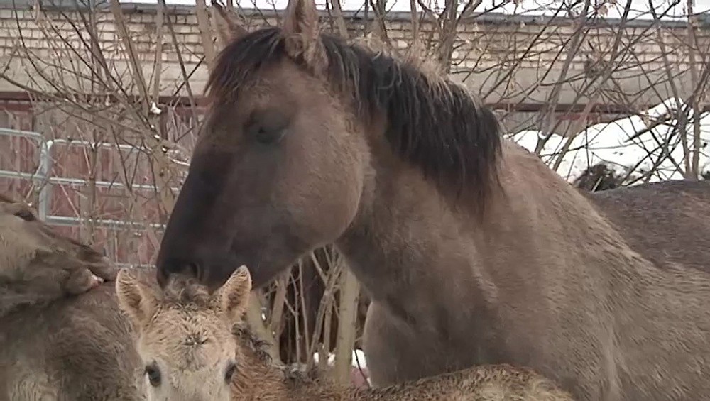 VIDEO: Jelgavnieki šausmās: Pilsētas centrā ganās zirgi bez acīm un pamesti miruši kumeļi!