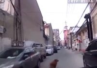 VIDEO: Zelta retrīvers aizved ātro palīdzību uz vietu, kur saļimis uz zemes guļ viņa saimnieks