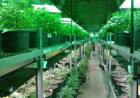 VID atrod marihuānas audzētavas; aiztur bruņotus audzētājus; konfiscē 23 kg un 9 000€ skaidras naudas