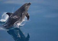 VIDEO: Delfīns tepat Latvijā – Liepājas ostā