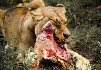 Lauvas apēd malumedniekus dzīvus