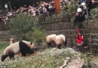 VIDEO: Maza meitene izglābta pēc iekrišanas pandas nožogojumā rezervātā