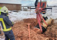 Neparasta glābšanas operācija Siguldas novadā – ugunsdzēsēji izceļ līdz vēderam dubļos iestigušu ķēvi