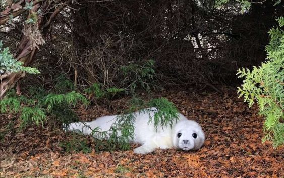 Pārsteigums saimniekiem – Vitrupes pusē kādā lauku sētas nojumē paslēpies mazs ronēns