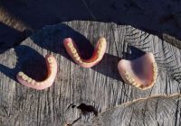Skultes pagastā jūras krastā atrastas divi pāri protēžu – varbūt kāds meklē savus zobiņus?