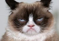 Sociālo tīklu lietotāji sēro – miris pasaulē slavenākais kaķis – Grumpy Cat