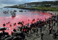 “Vērtīga valsts diētas sastāvdaļa” – Fēru salās jūra iekrāsojas sarkana no asinīm; cilvēki protestē pret vaļu medībām