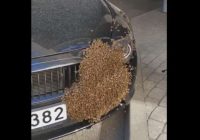 VIDEO: Bitenieki beidzot atbrīvojušies no bitēm, kas Rīgas centrā bija apsēdušas BMW