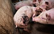 Ar slepeno kameru fermā notver kadrus, kuros izsalkušas cūkas redzamas ēdot cita citu Ar slepeno kameru fermā notver kadrus, kuros izsalkušas cūkas redzamas ēdot cita citu
