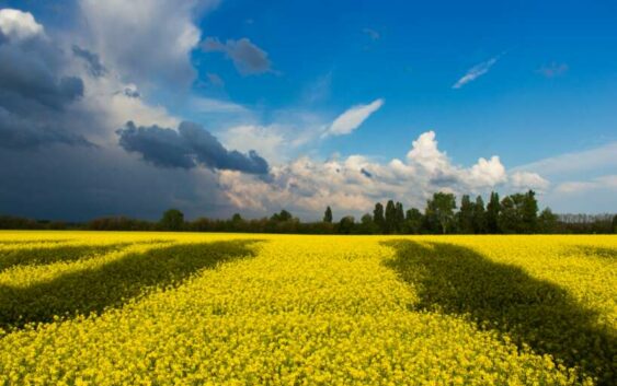 Kas ir zināms par mūsējiem kuri devās karot uz Ukrainu?